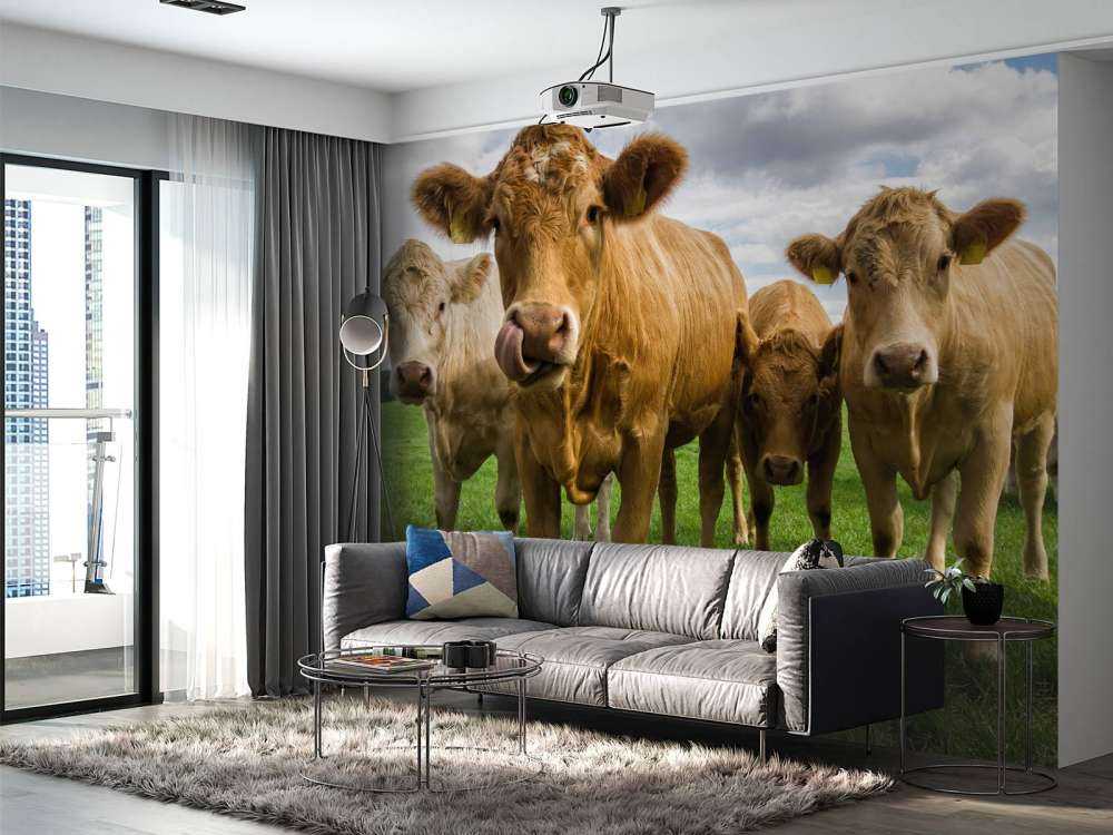 Vaches brunes