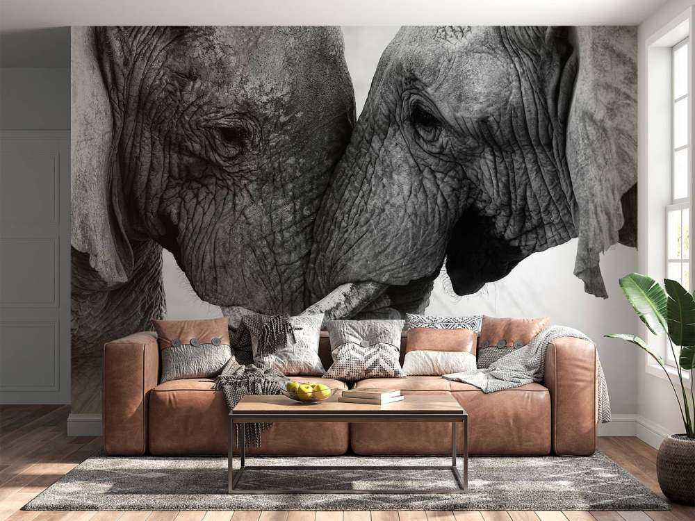 Photo fond d'écran éléphants