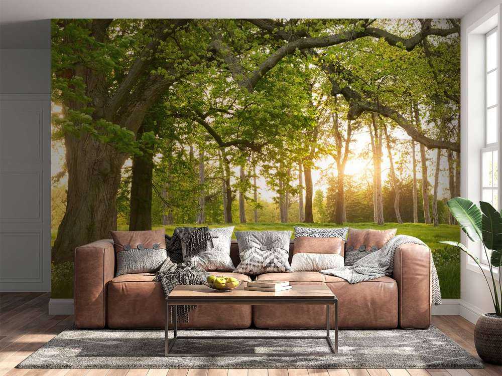 Espace ouvert dans la forêt