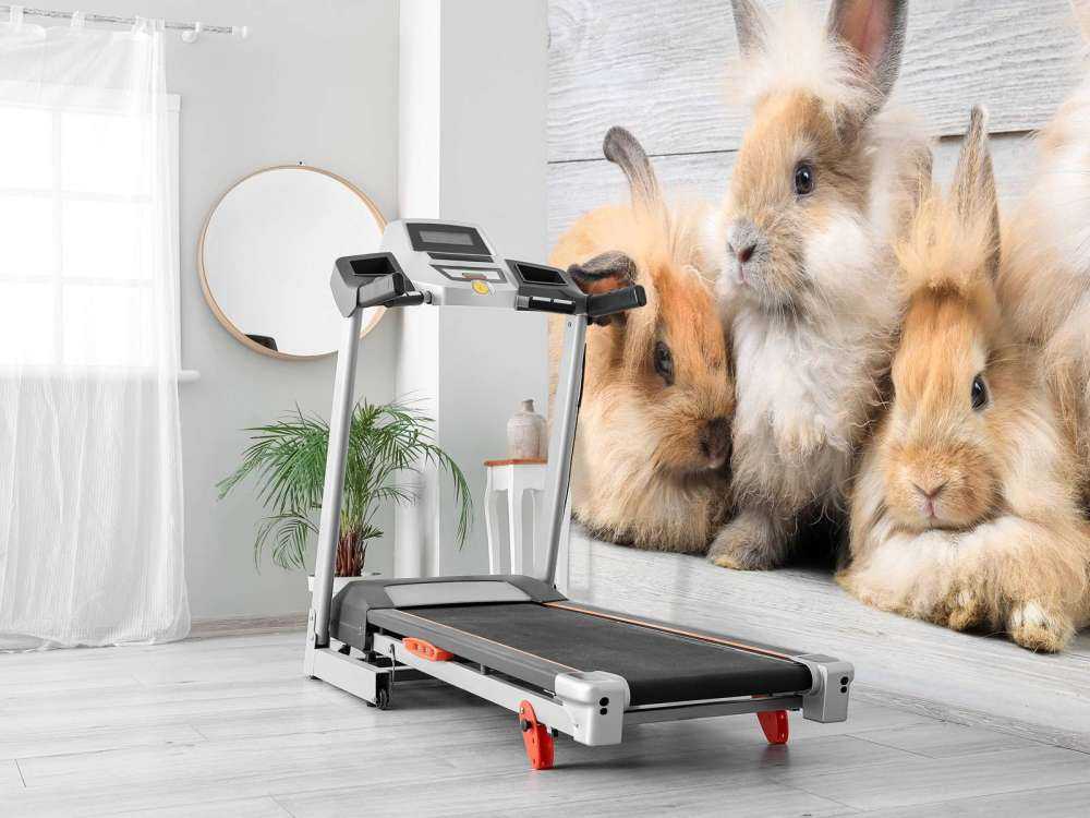 Petits lapins