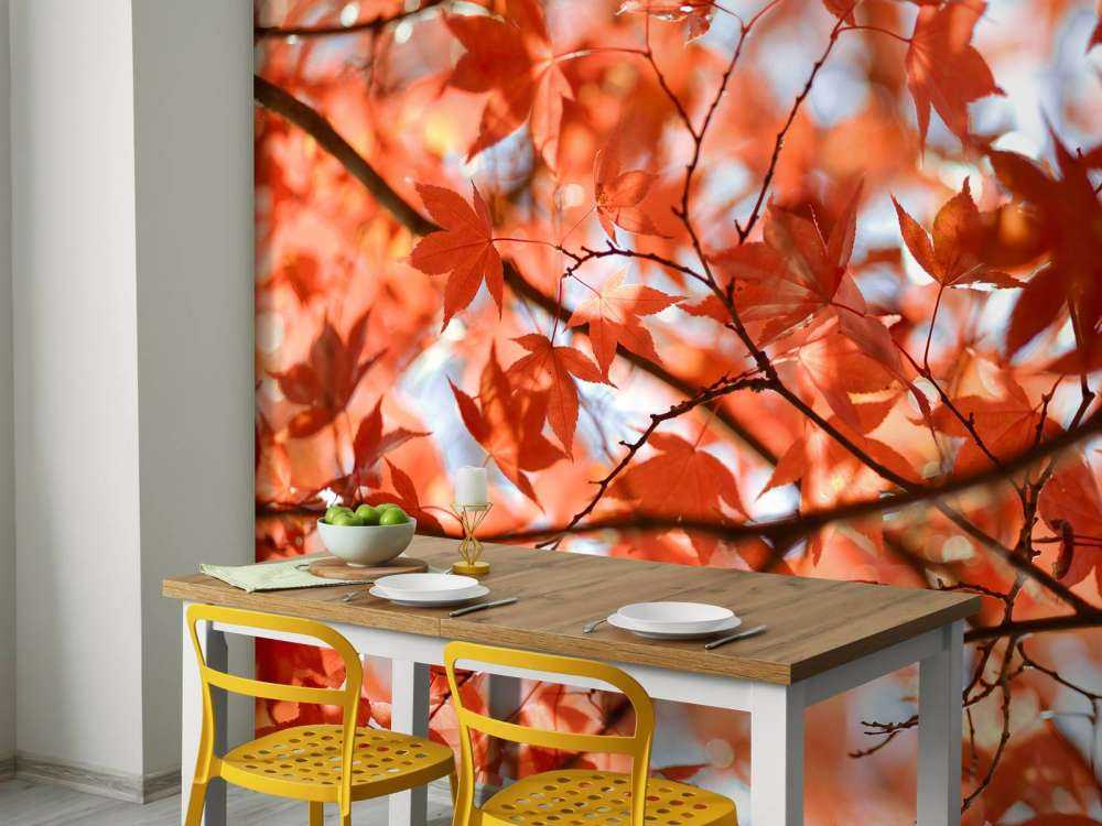 Feuilles d'automne colorées