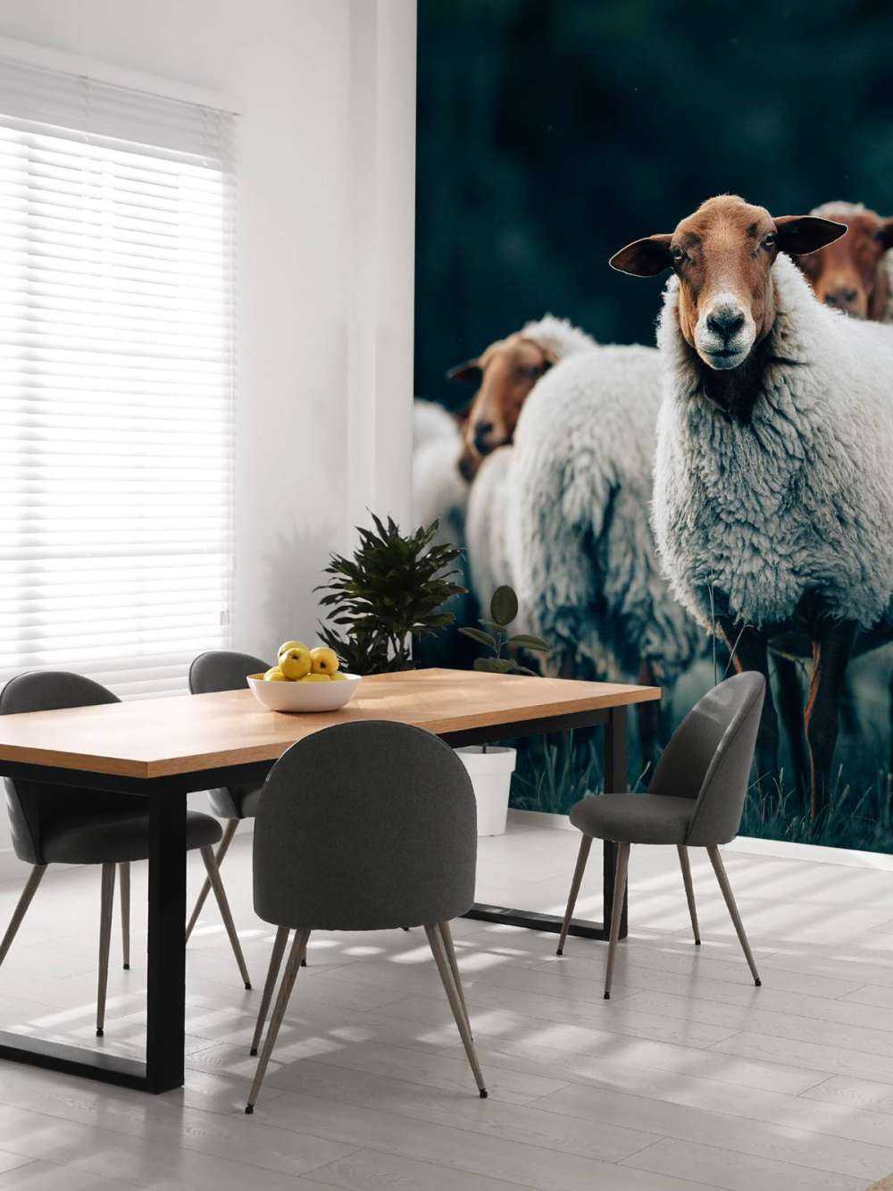 Moutons le soir