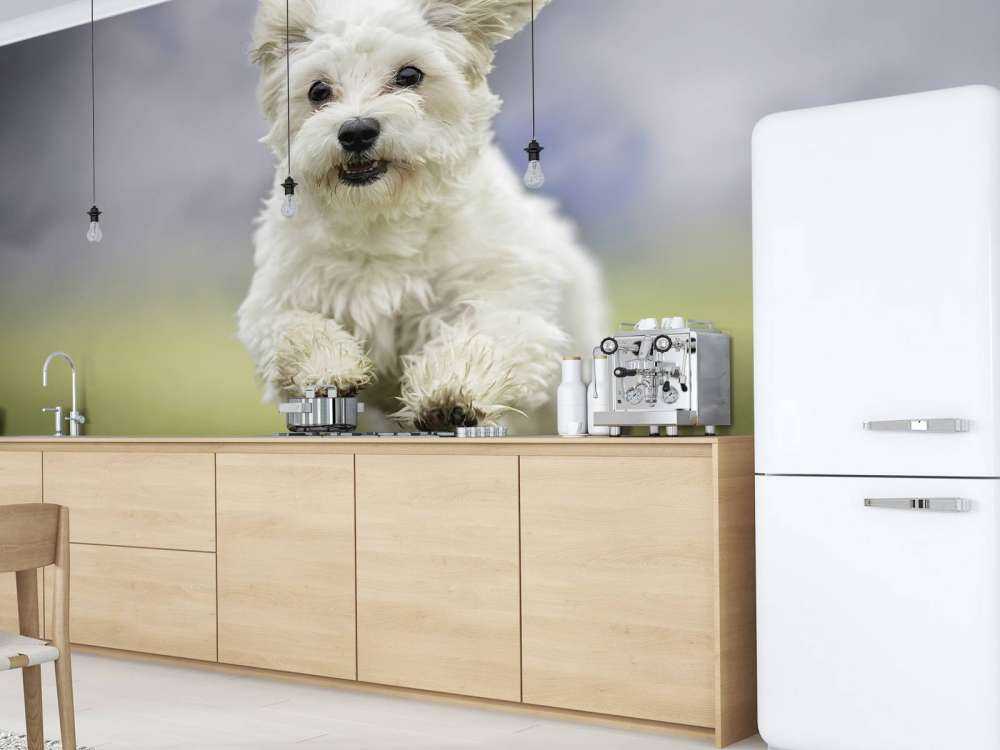 Chien courant