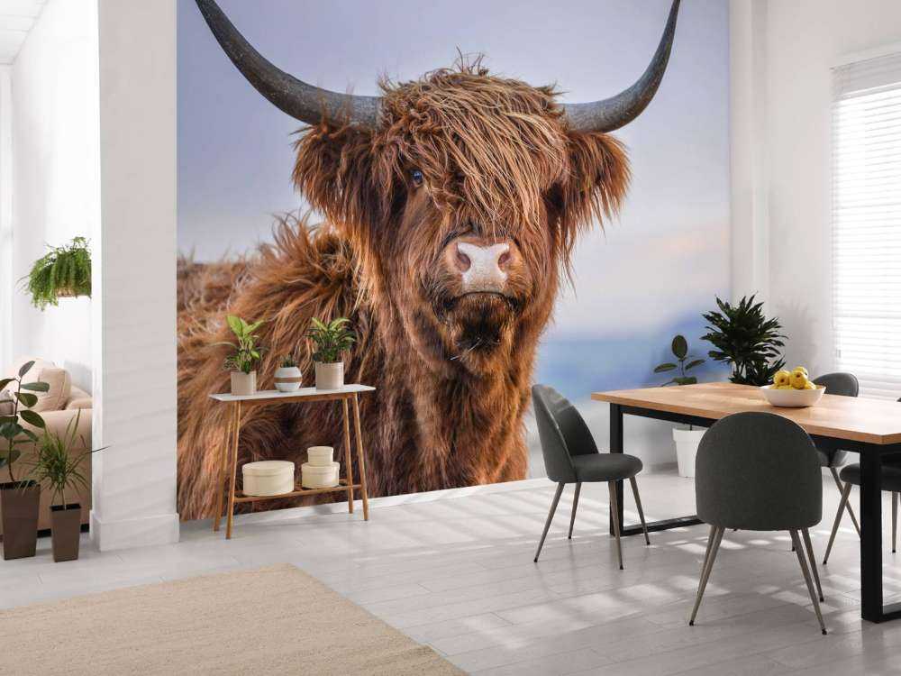 Le Highland écossais en vedette