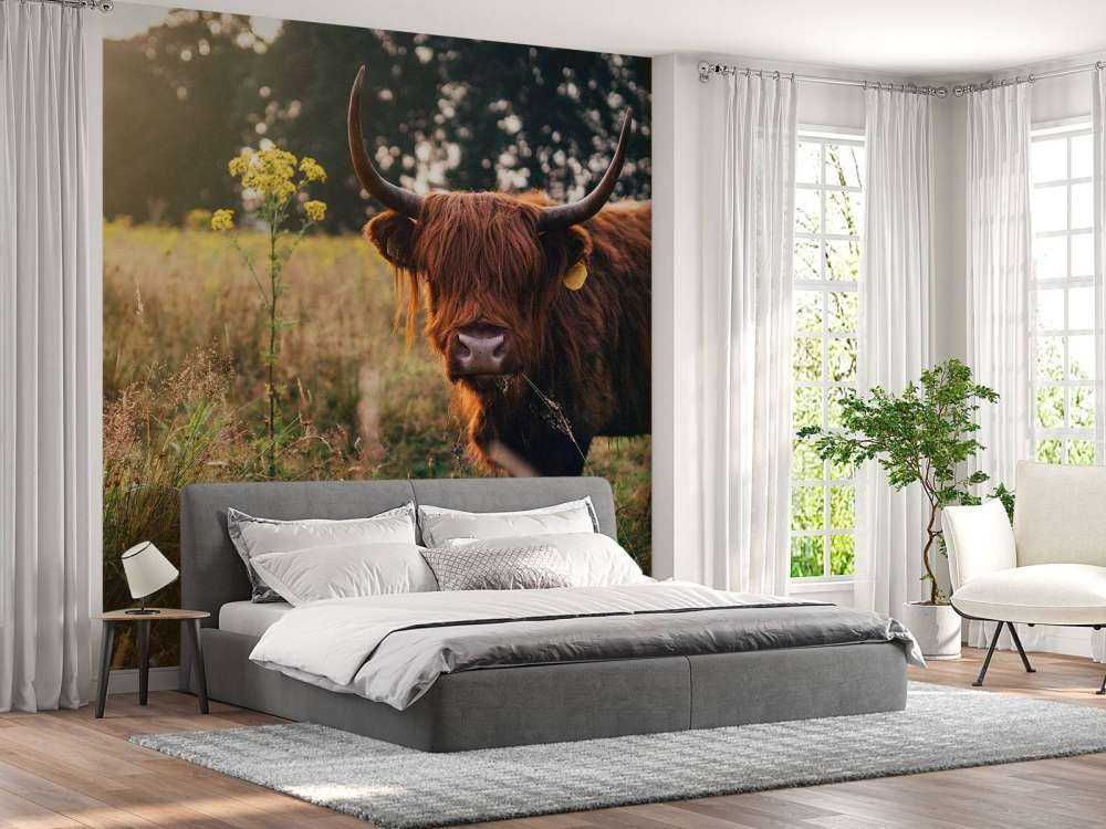 Un Highland écossais dans les hautes herbes
