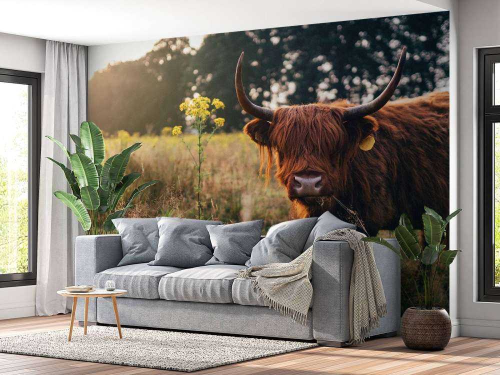 Un Highland écossais dans les hautes herbes
