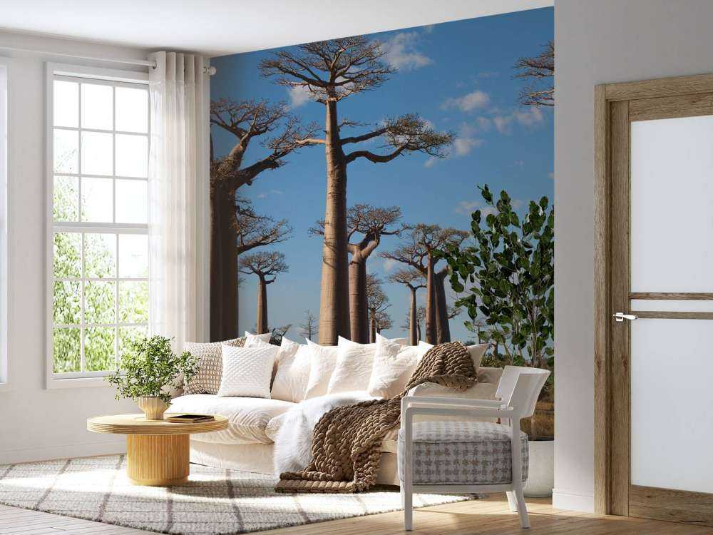 Baobabs