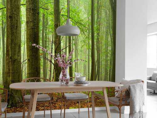 Forêt de hêtres