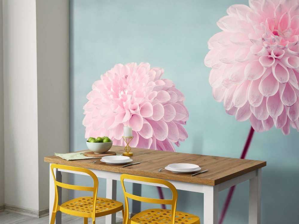 Deux fleurs de Dahlia