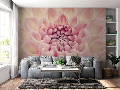 Dahlia en gros plan