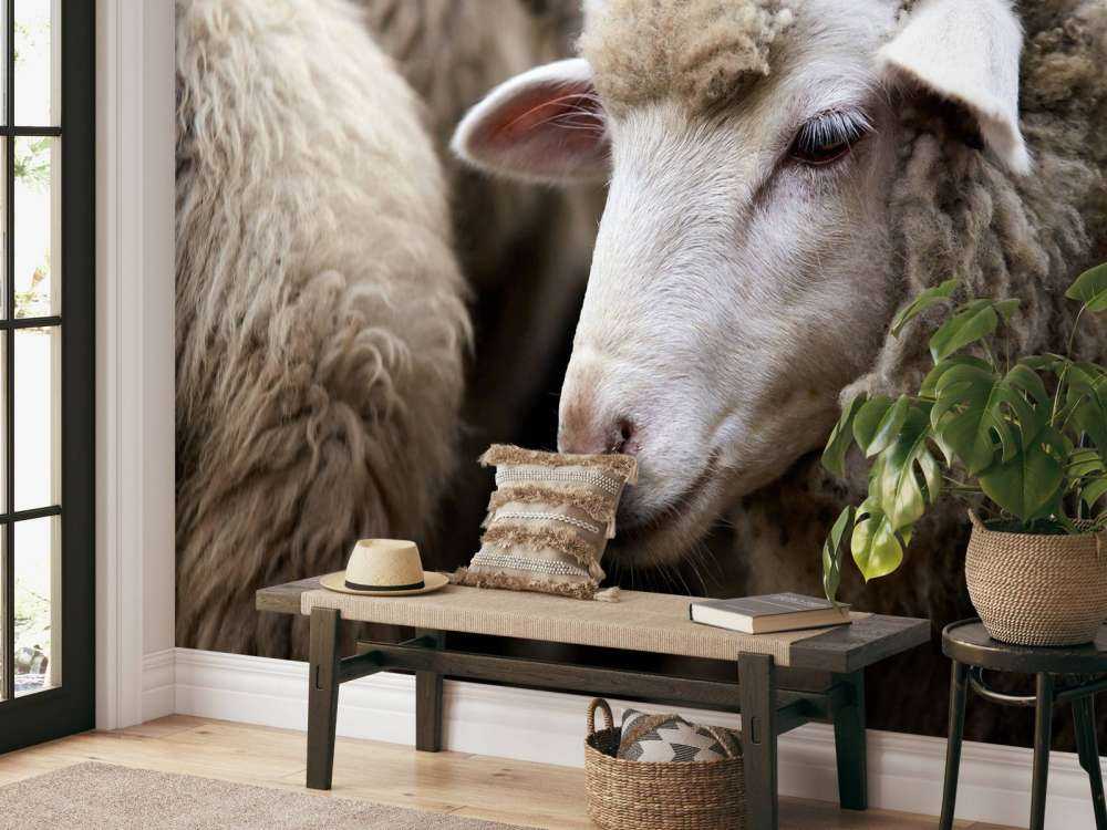 Mouton en gros plan