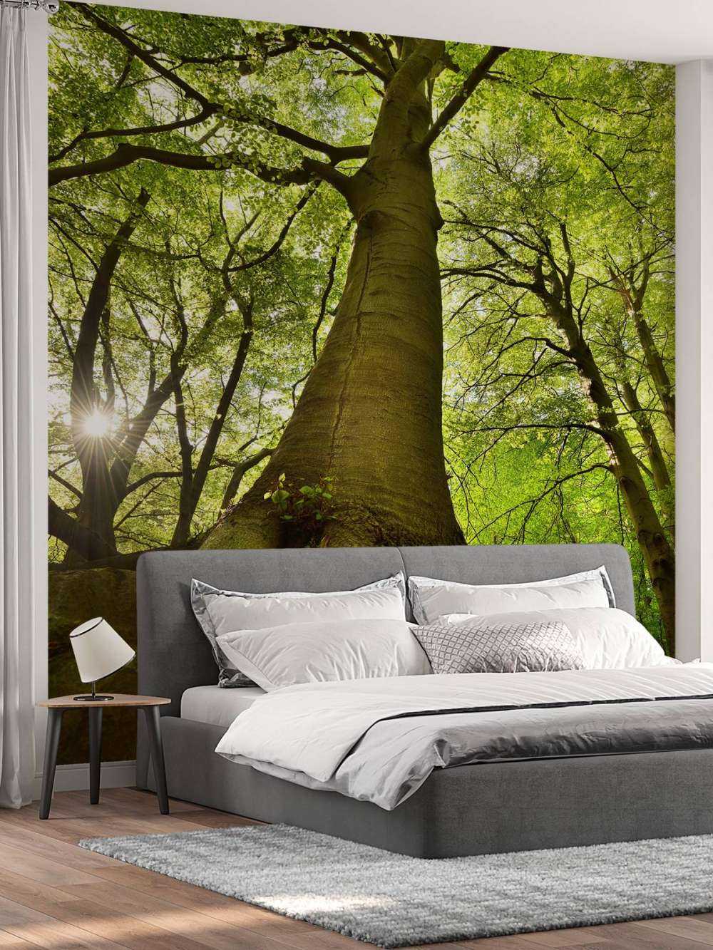 Grand arbre et racines