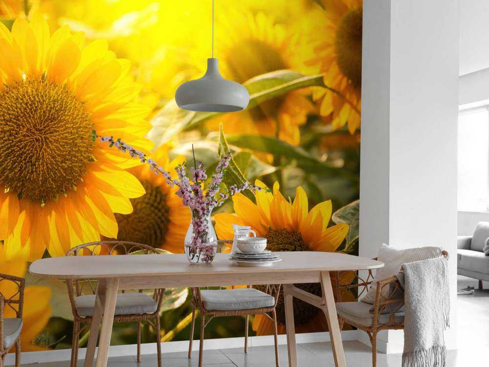 Les tournesols et le soleil