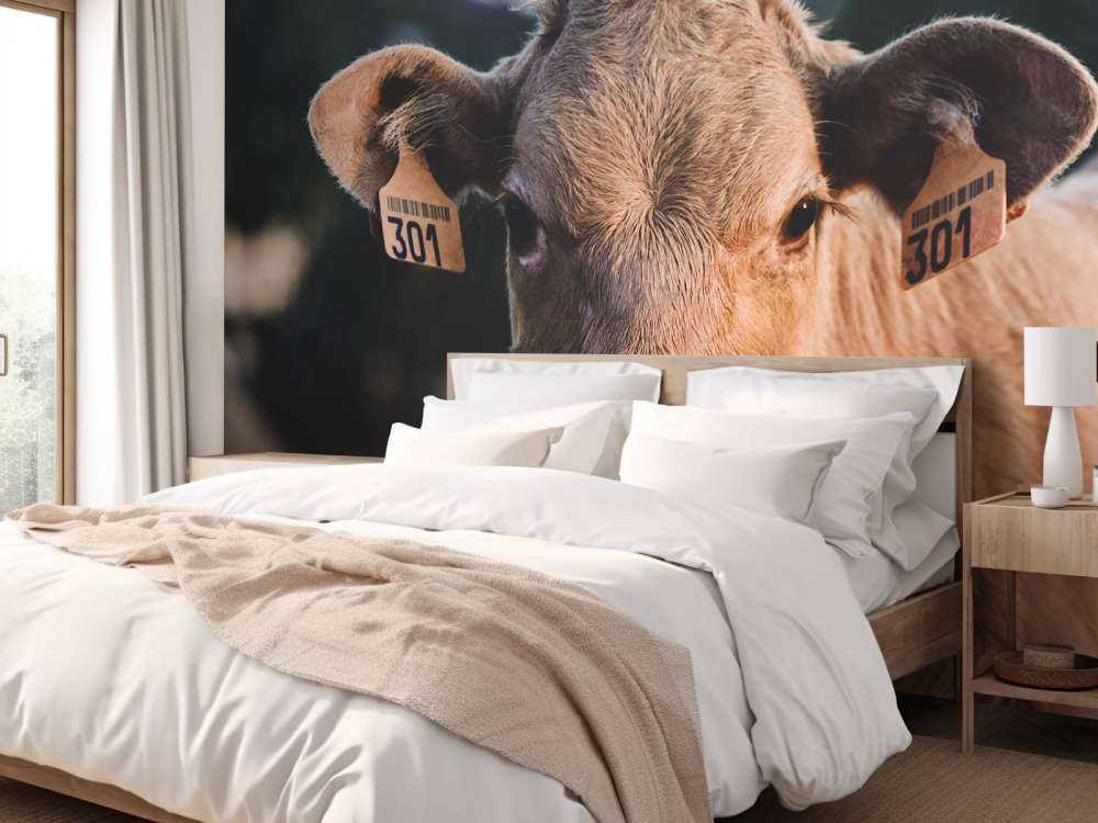 Gros plan sur la vache