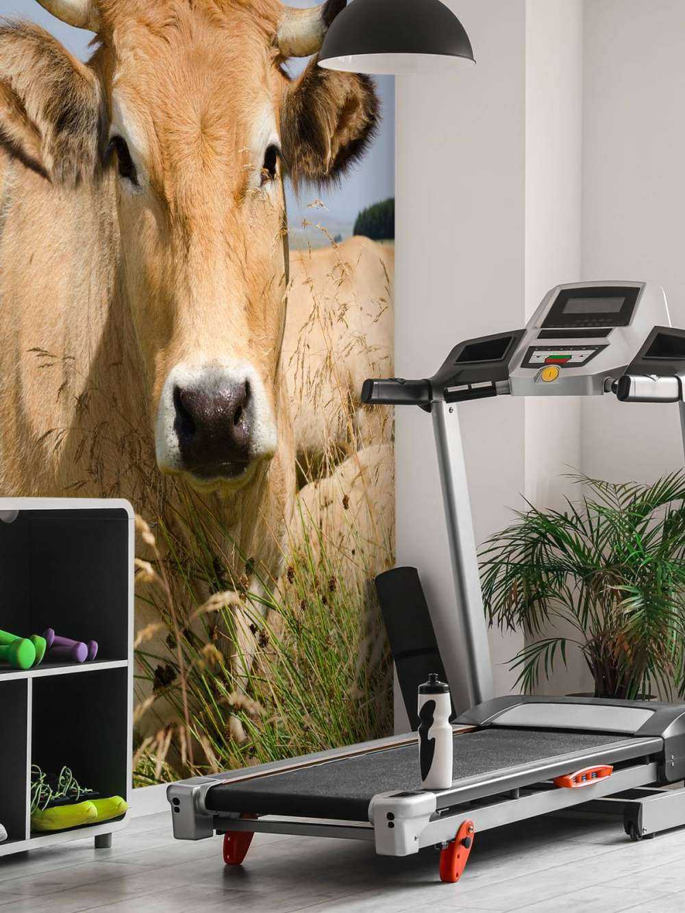Vache à cornes