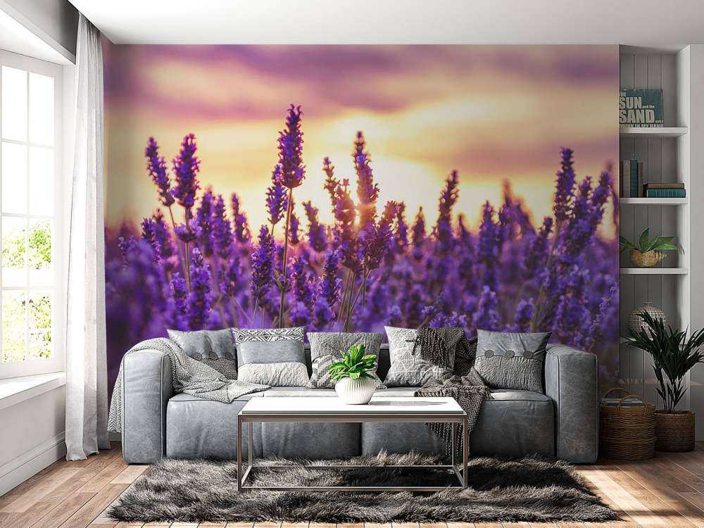 Fleurs de lavande