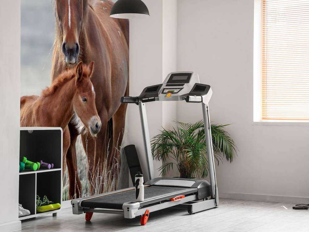 Chevaux sauvages