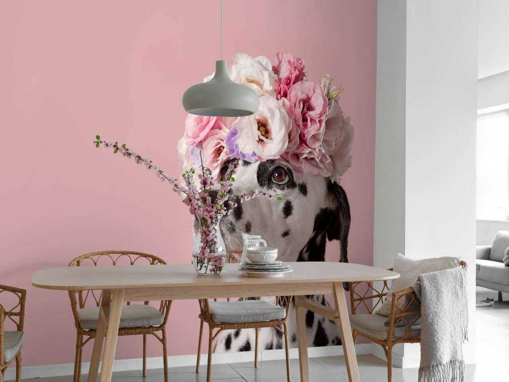 Dalmatien avec des fleurs colorées