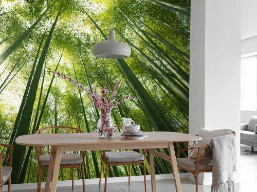 Forêt de bambous au Japon