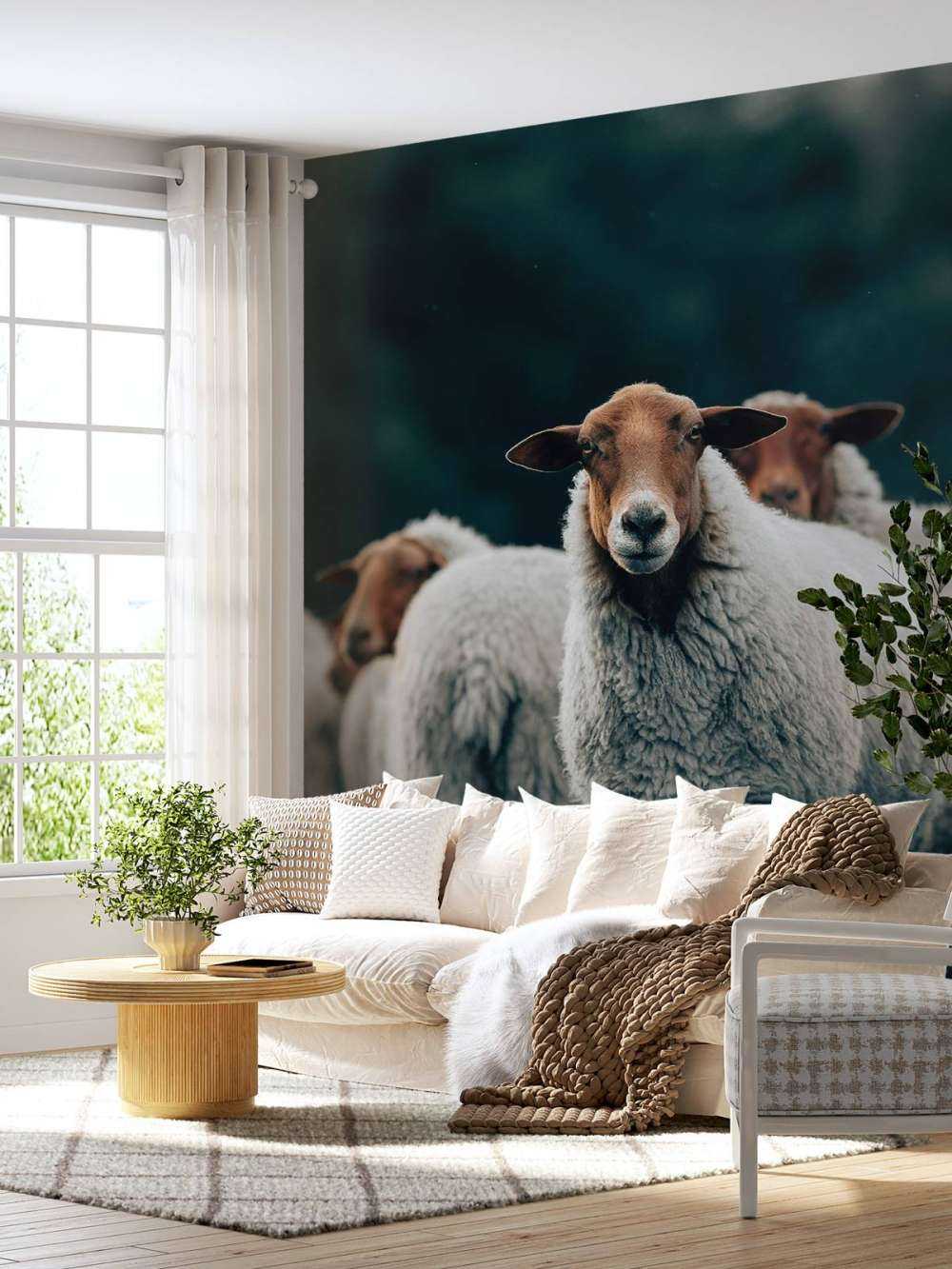 Moutons le soir