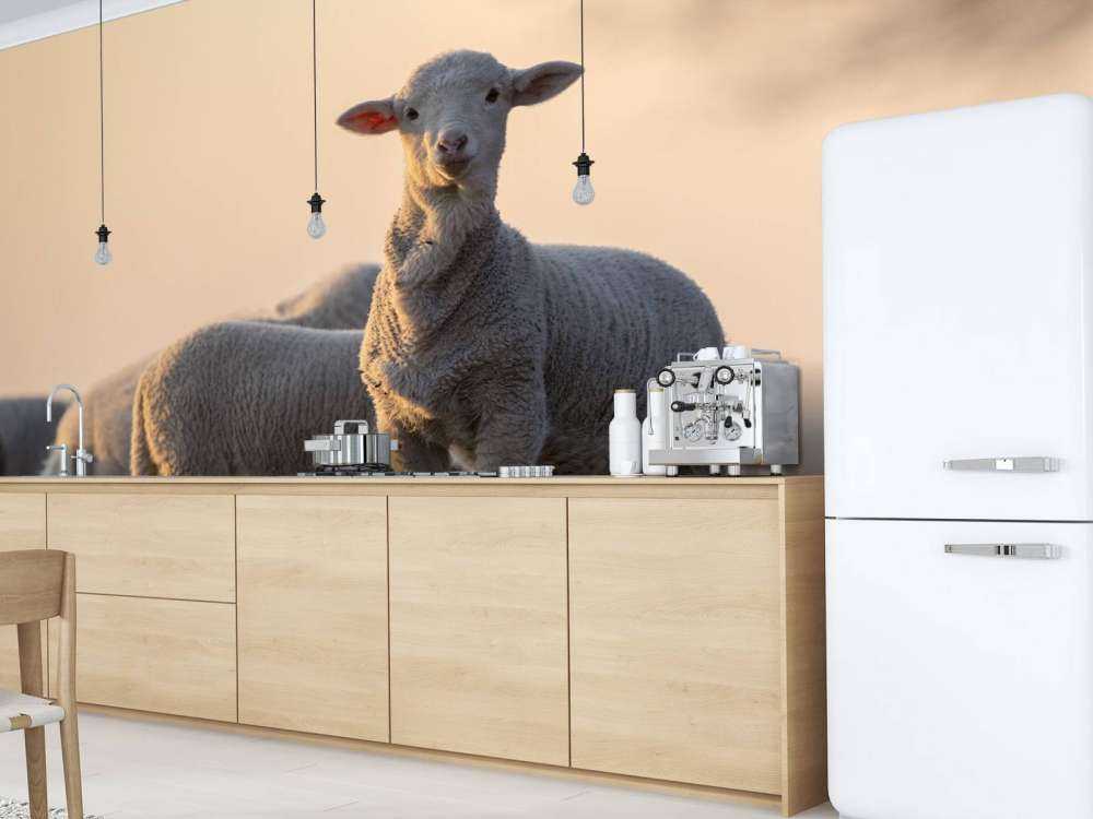 Mouton majestueux