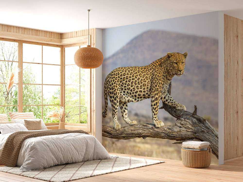 Léopard en Namibie