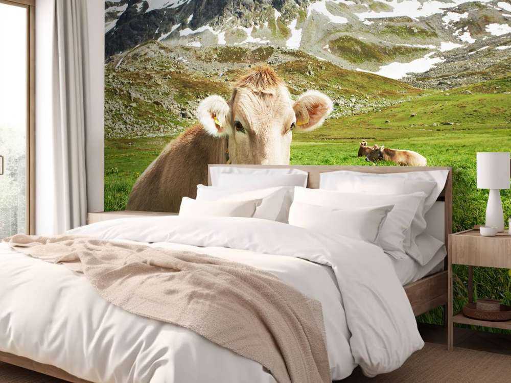 Vache autrichienne