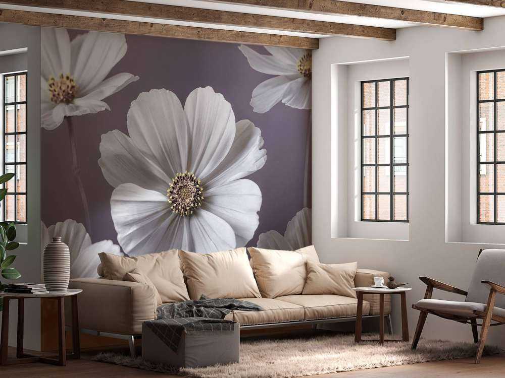 Fleurs de cosmos