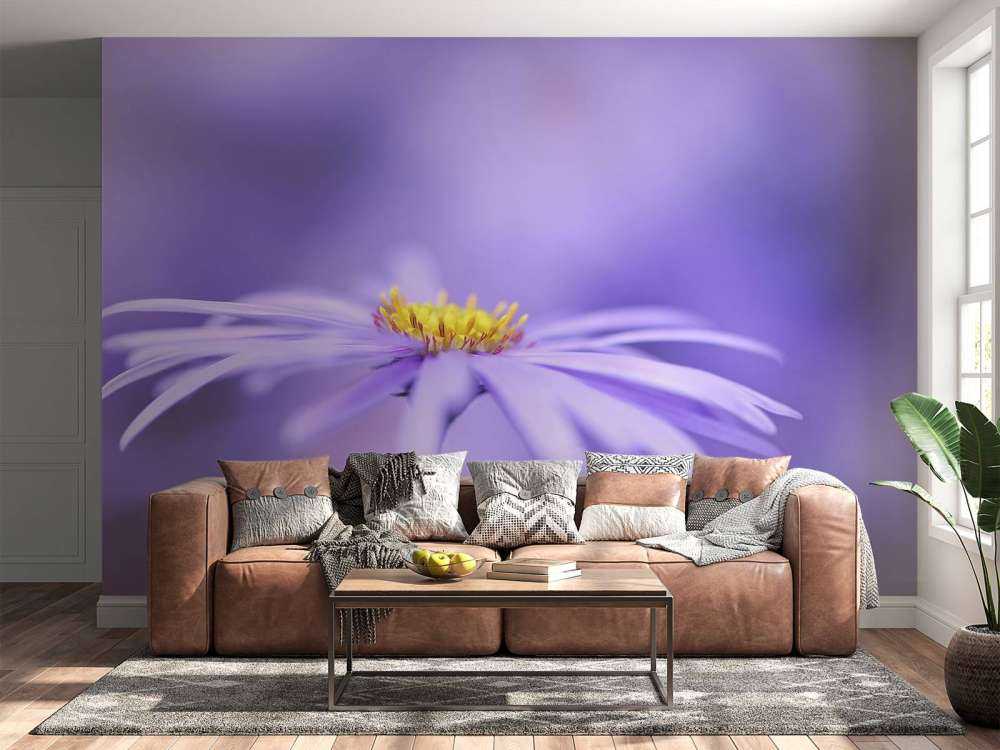 Marguerites violettes