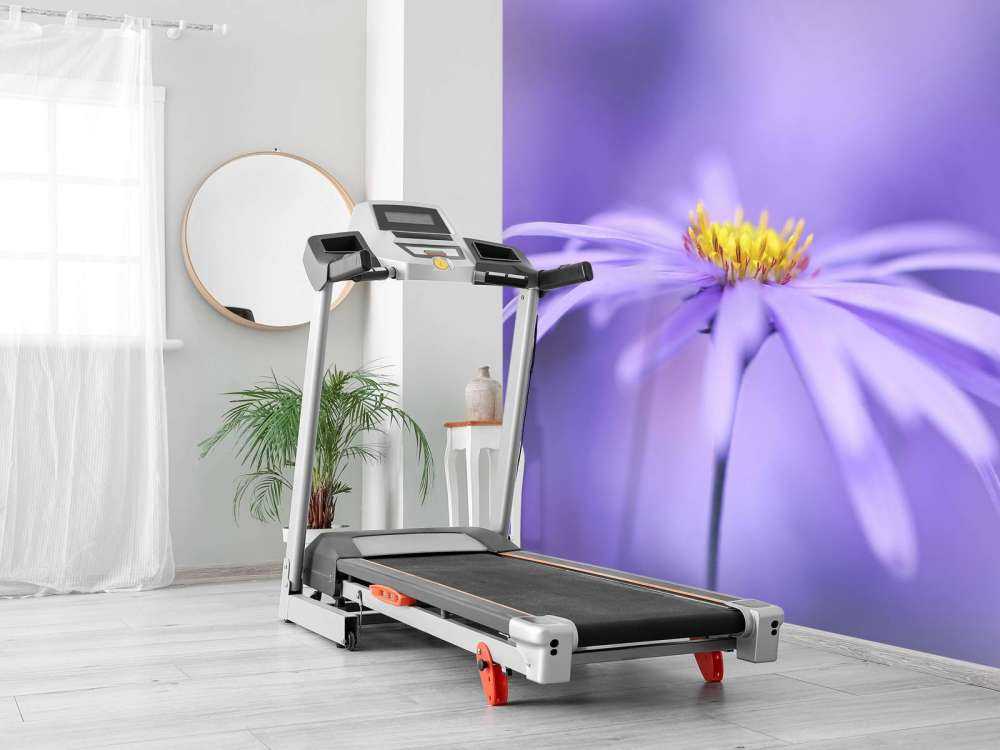 Marguerites violettes