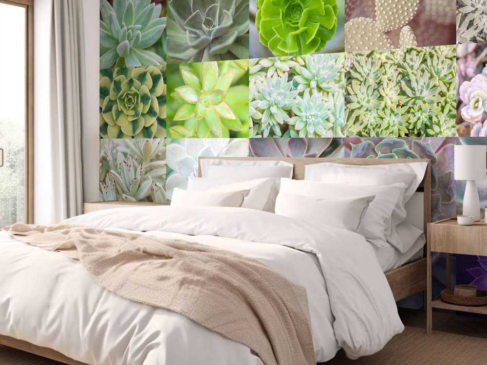 Collage de succulents