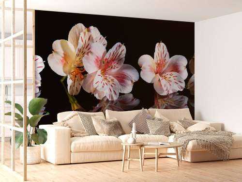 Fleurs d'alstroémère avec reflet