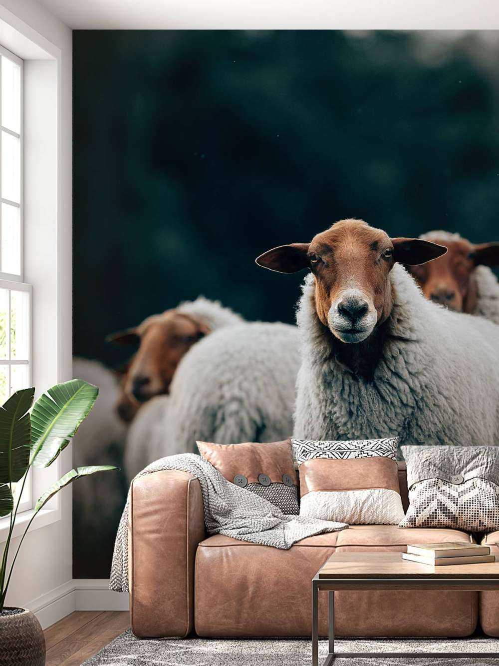 Moutons le soir