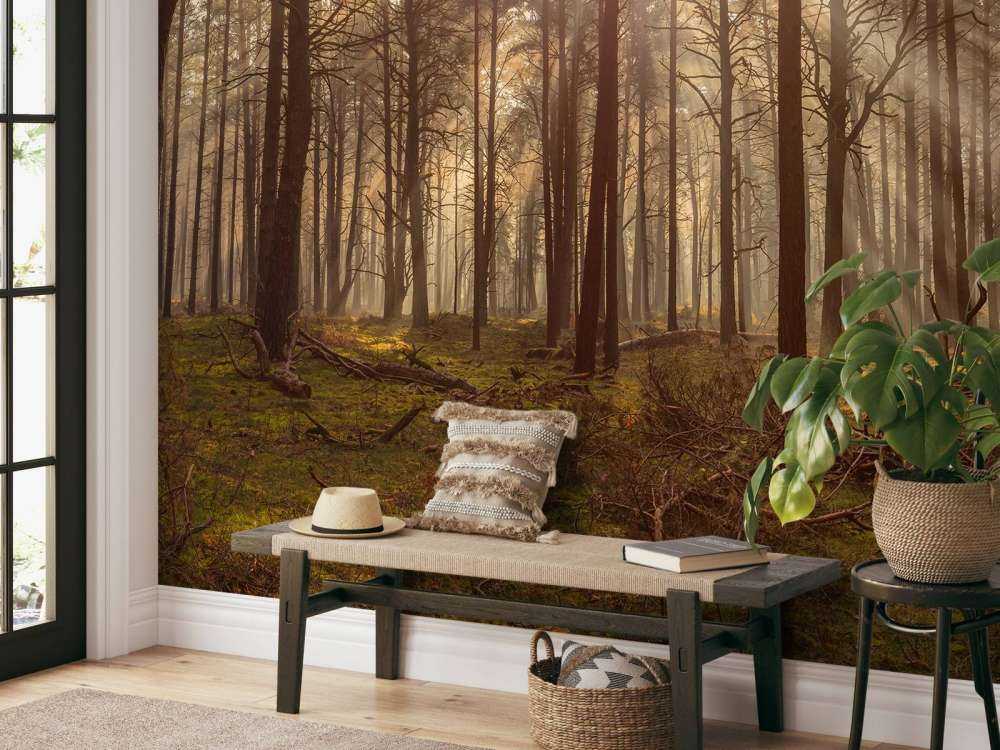 Forêt avec de grands arbres