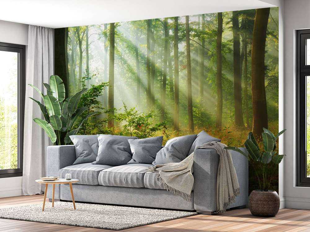 Belle matinée en forêt