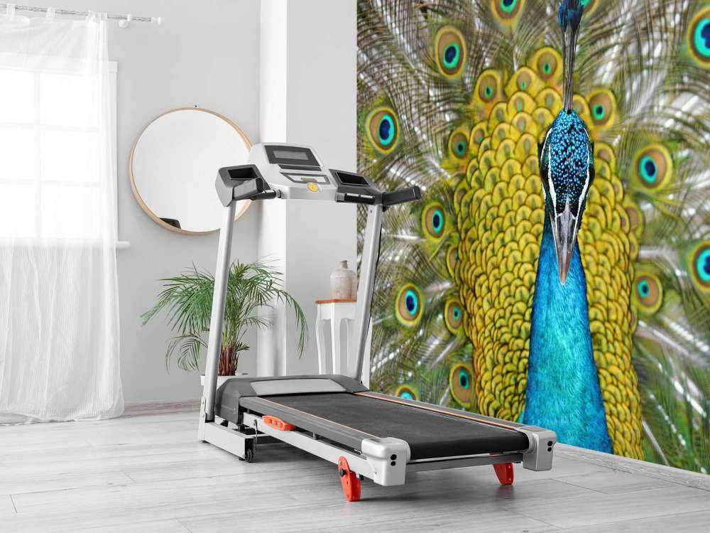 Vue de face d'un paon