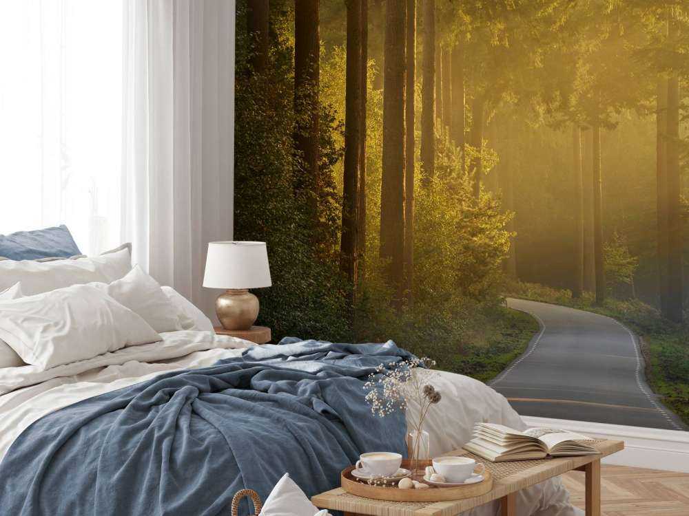 Lever de soleil sur le chemin de la forêt