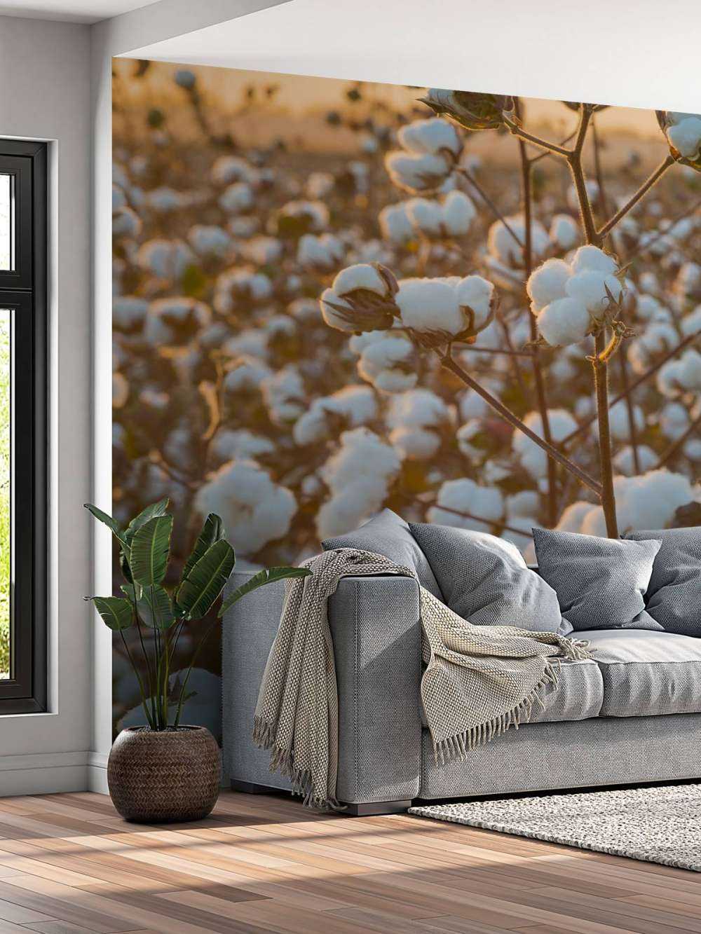 Champ de coton avec un ciel jaune doré