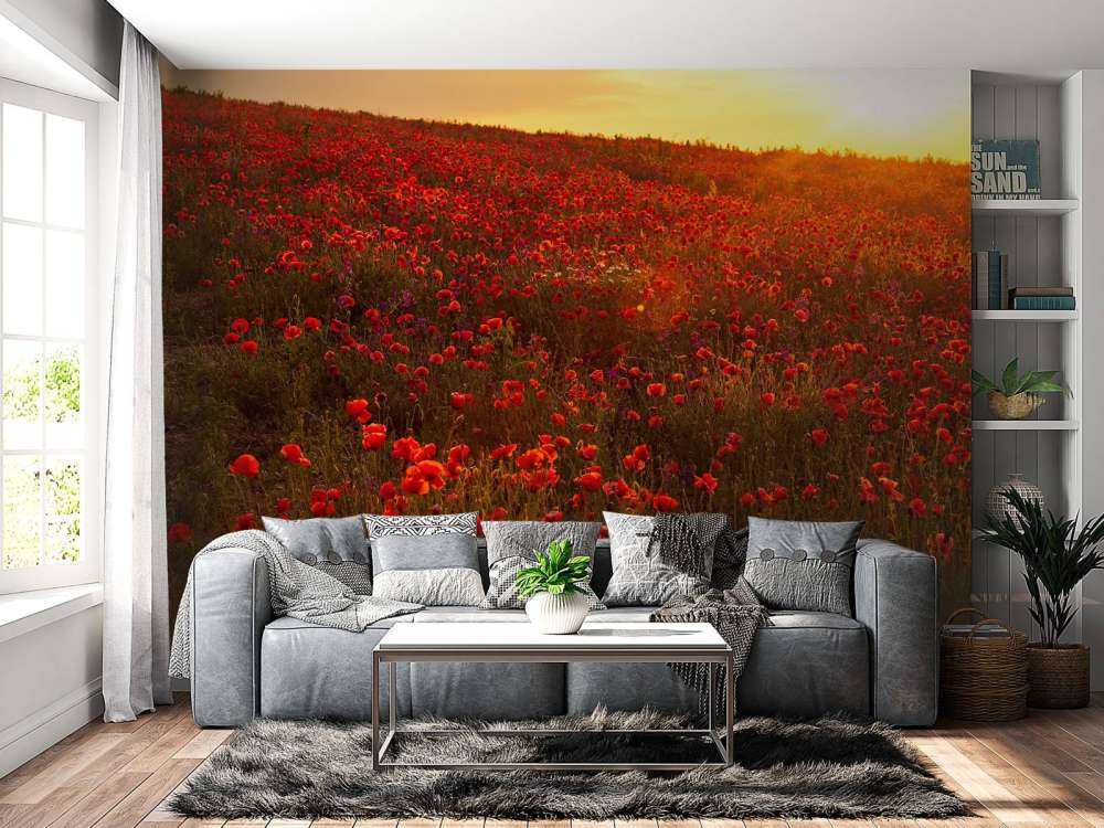 Des coquelicots sur une colline