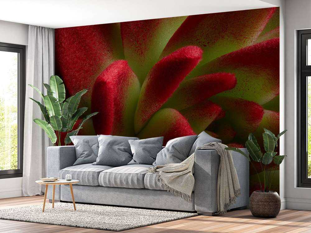 Cactus rouge