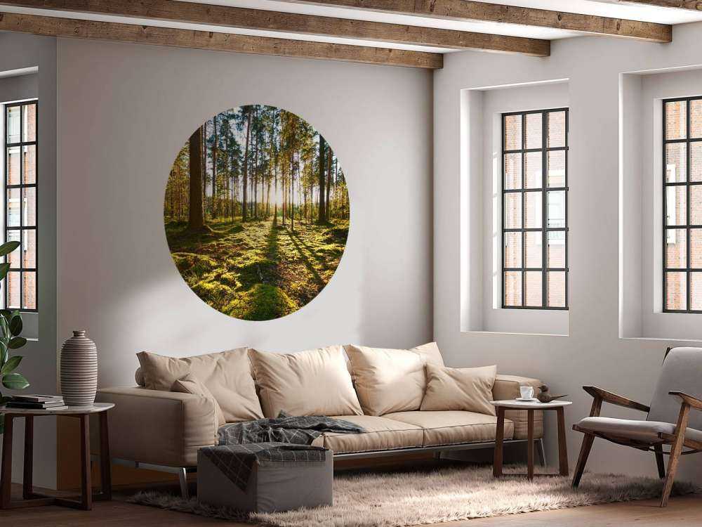 Forêt de pins