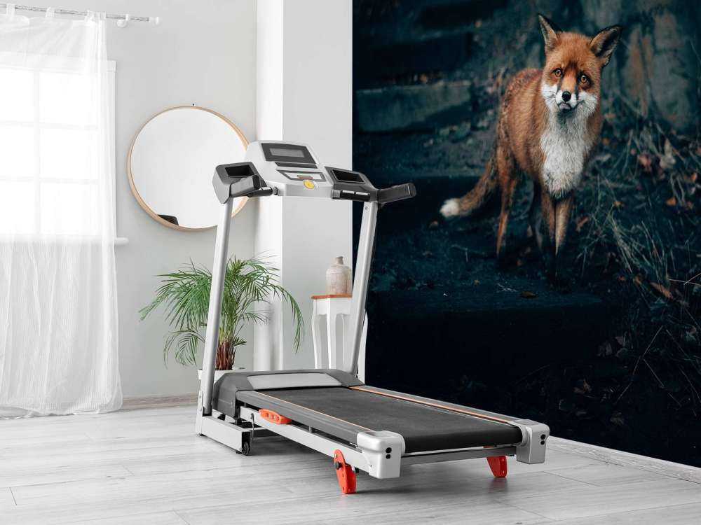 Un renard curieux