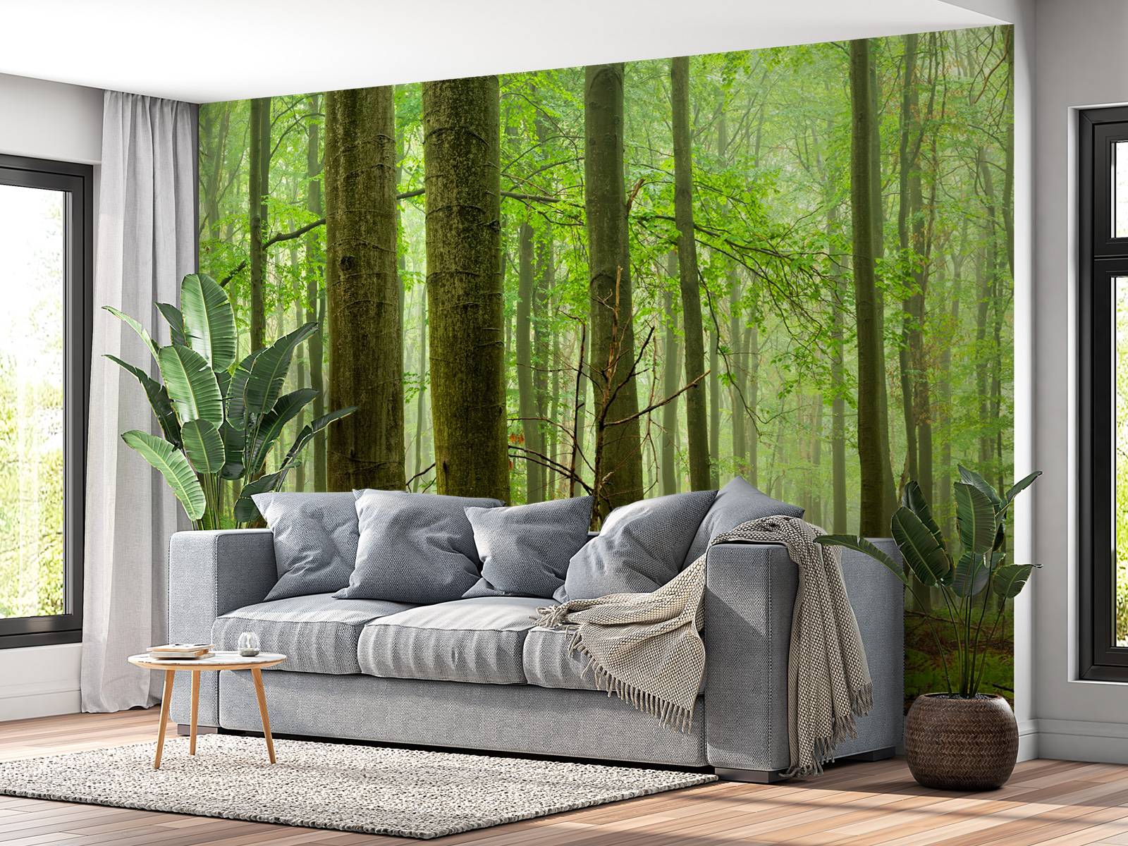 Forêt de hêtres