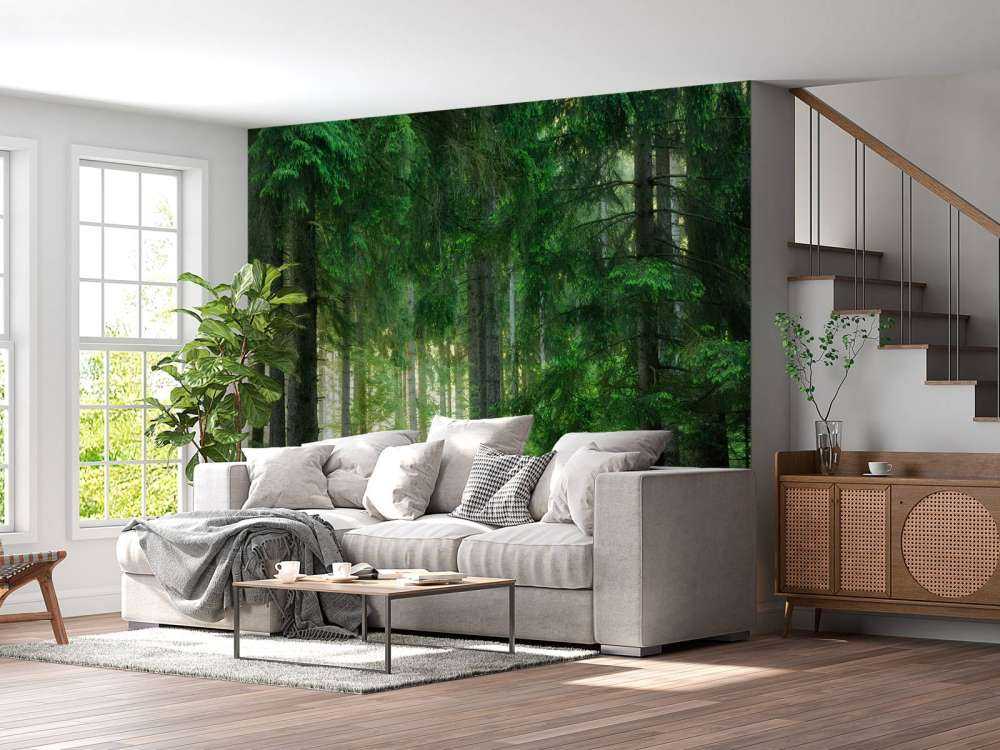 Forêt de conifères verts