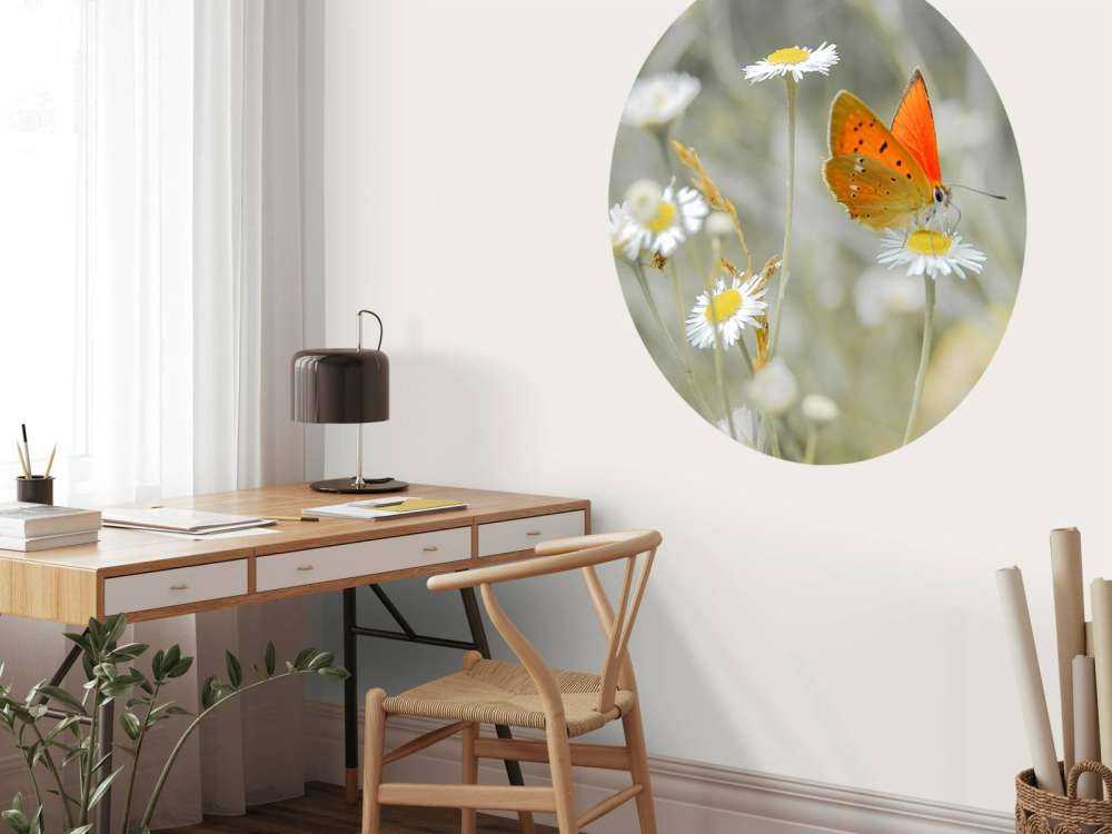 Marguerites et papillon orange