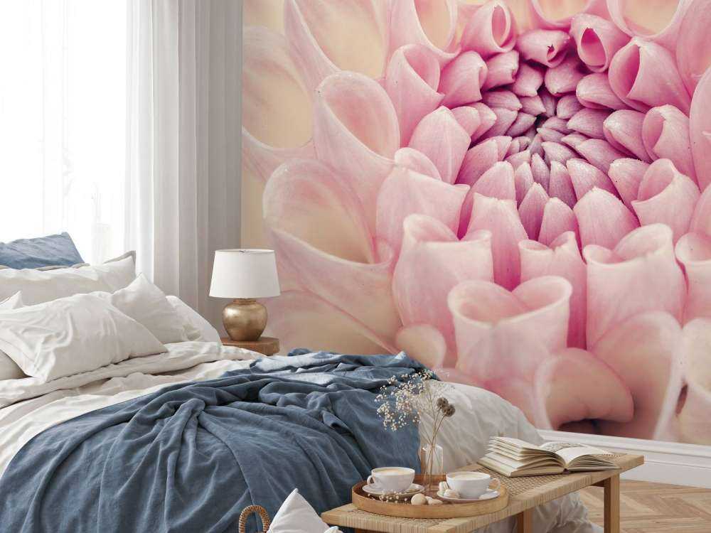 Dahlia en gros plan