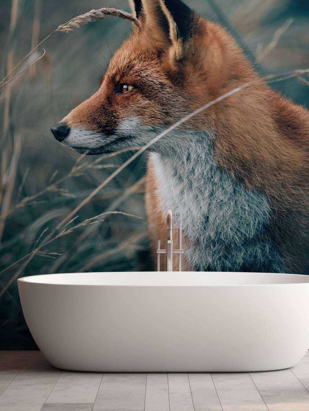 Renard dans les dunes
