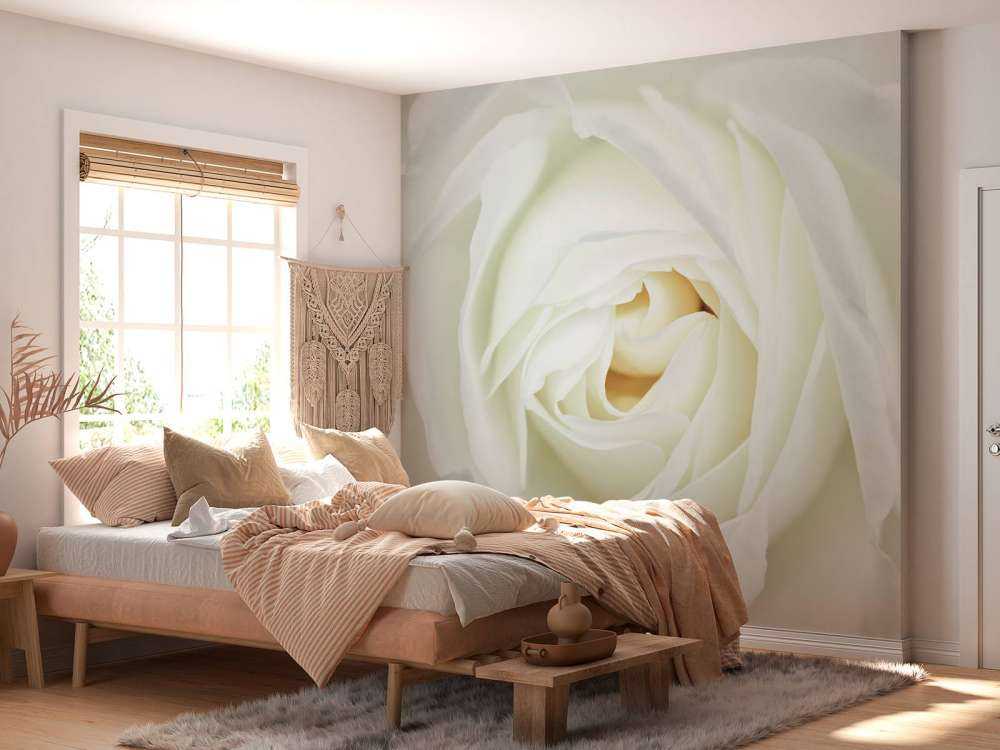 Rose blanche