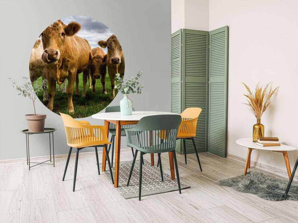 Vaches brunes