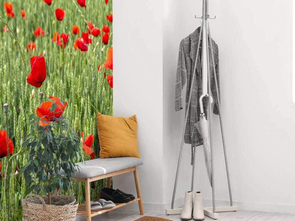 Champ de coquelicots rouges